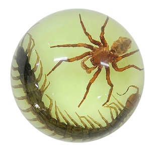 Real Spider and Centipede Half-Dome Paperweight ɸ2.5x1.3 in