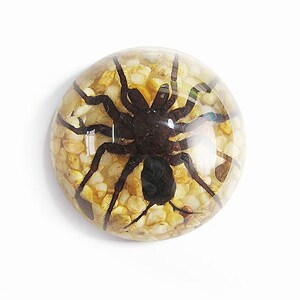 Tarantula on Rocks Half-Dome Paperweight ɸ2.5x1.3 in