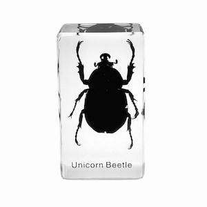 Rhinoceros Beetle Paperweight   2.9x1.6x1 in