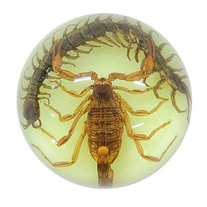 Real Brown Scorpion and Centipede Half-Dome Paperweight ɸ2.5x1.3 in