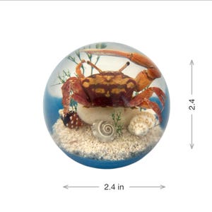 Fiddler Crab Globe Decoration   ɸ2.4 in