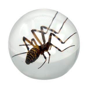 Spider Desktop Decorations  ɸ2.4 in