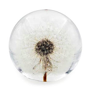 Real Dandelion Puff Desk Decor, Clear Resin Art, Nature Novel Gifts & Collectibles, Gifts For Her, Mother&#39;s Day, Housewarming, Paperweight