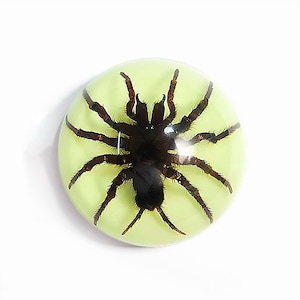Glows in Dark Tarantula Half- Dome Paperweight ɸ2.5x1.3 in