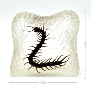 Real Centipede Resin Paperweight – Insect Specimen Decor, Gothic Nature Art, Entomology Gift, Creepy Cool Collectible
