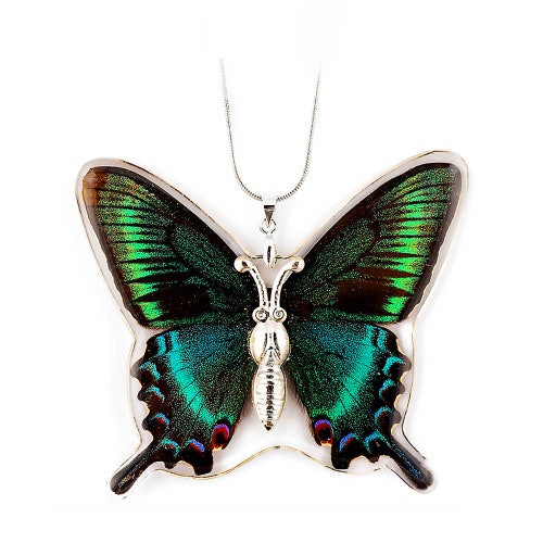 Real Butterfly Wing Necklace / Pendant WHOLE Papilio Phorcas Etsy