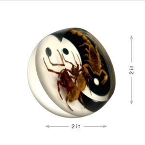 Yin Yang Scorpion & Spider Resin Sphere – Real Insect Paperweight