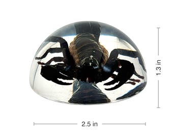Black Scorpion Half- Dome Paperweight  ɸ2.5x1.3 in