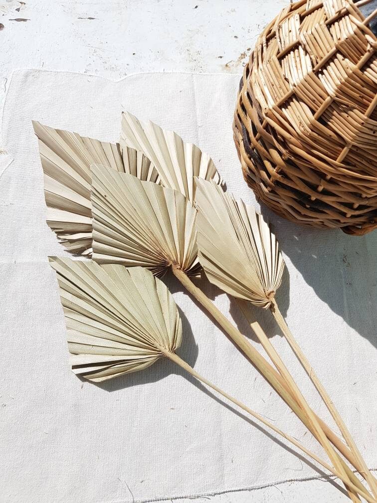 Feuilles de Palmier Séchées, Palm Sun