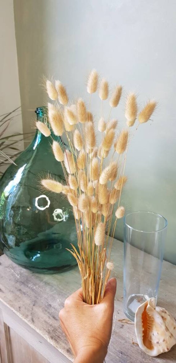 Bouquet Lagurus Ovatus Naturels, Pompon, Fleurs Séchées