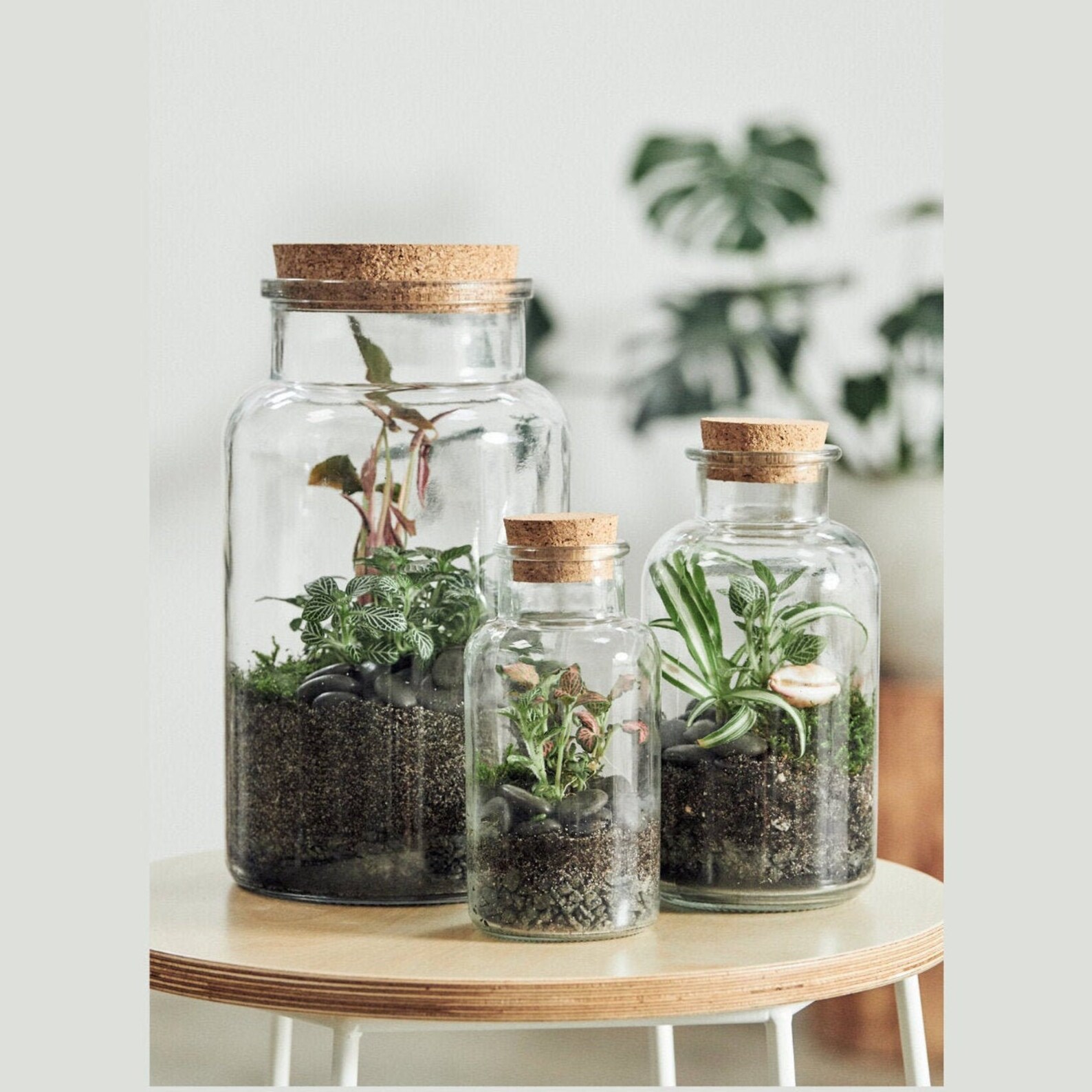 Terrarium Terranium Glass Jar Cork Bottle Houseplant Perth Etsy