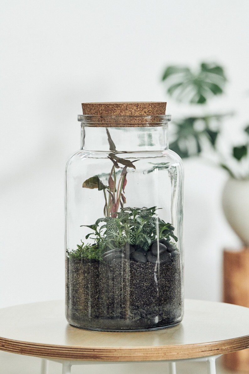 Terrarium Terranium Glass Jar Cork Bottle Houseplant Perth Etsy