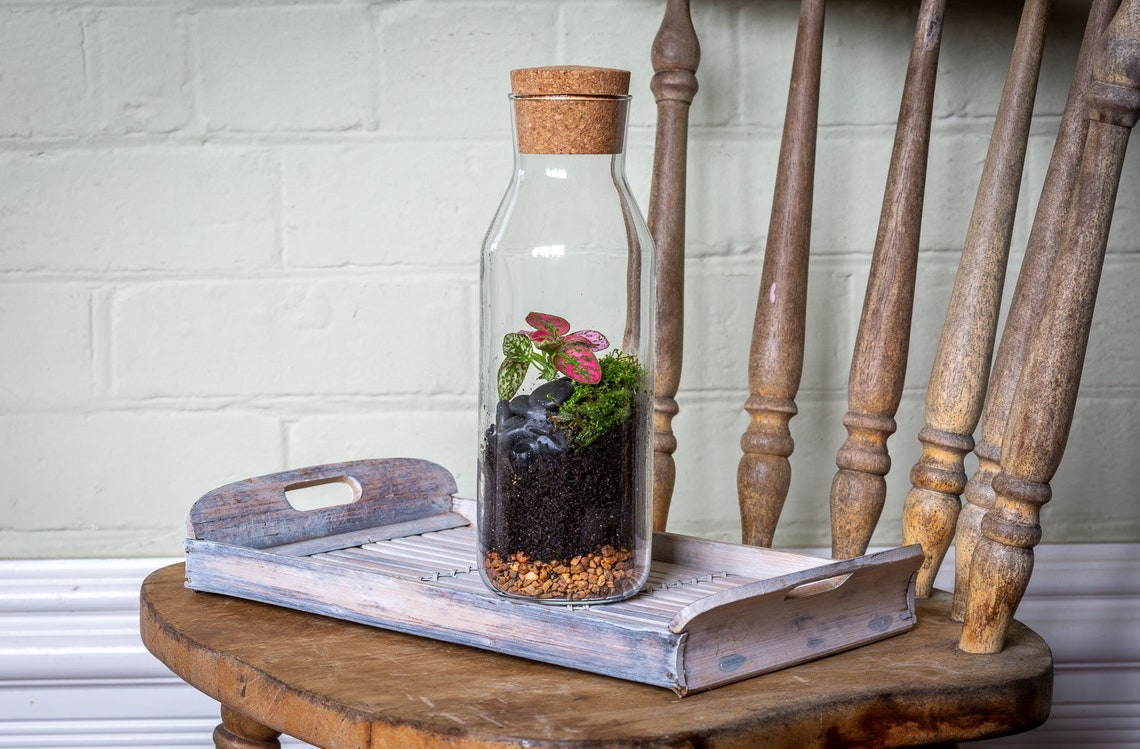Cork Bottle Terrarium Magical Easy Care Houseplant Perth Mini Etsy
