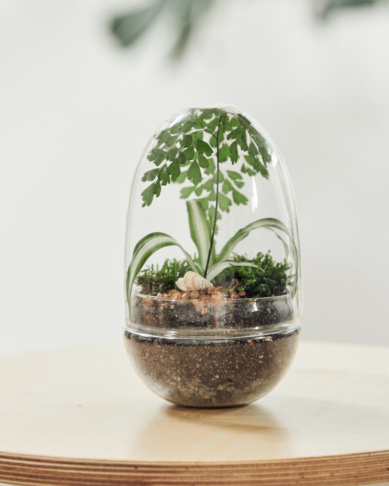 Terrarium Terranium Glass Egg Jar Cork Bottle Houseplant Perth Etsy