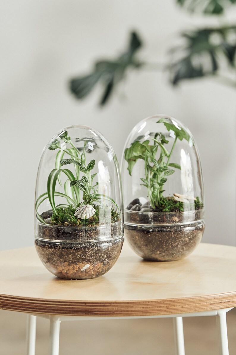 Terrarium Terranium Glass Egg Jar Cork Bottle Houseplant Perth Etsy