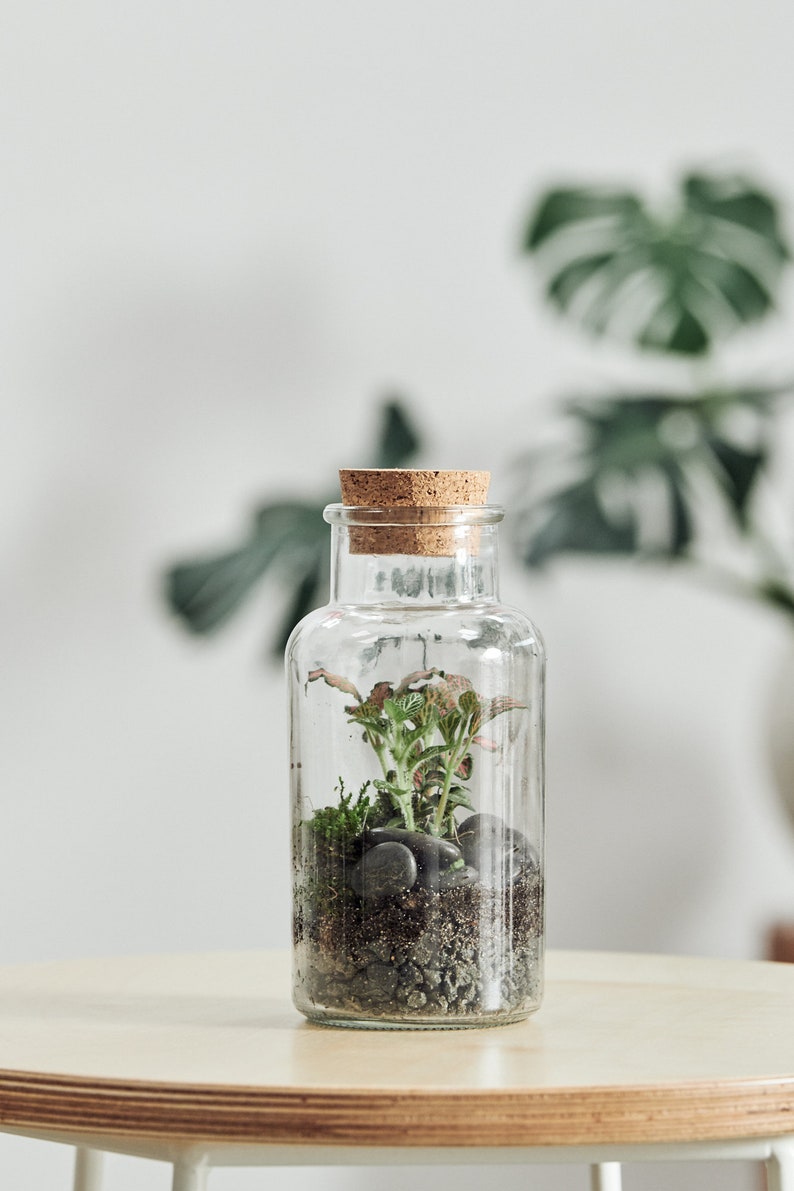 Terrarium Terranium Glass Jar Cork Bottle Houseplant Perth Etsy