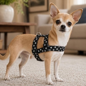 May include: A small tan and white Chihuahua dog standing while wearing a black dog harness featuring a repeating white paw print pattern. The harness includes adjustable black plastic buckles and a silver metal D-ring for leash attachment.