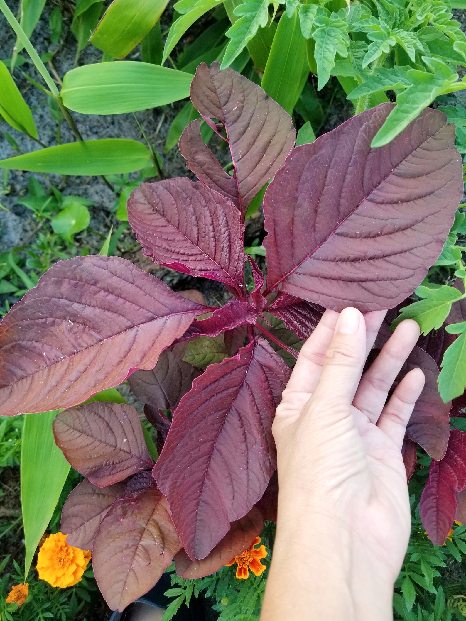 Edible Red Amaranth 300 seeds Etsy