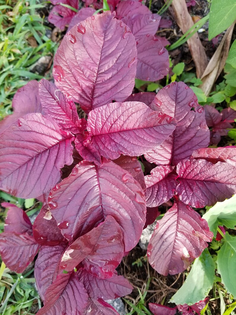 Edible Red Amaranth 300 Seeds Etsy