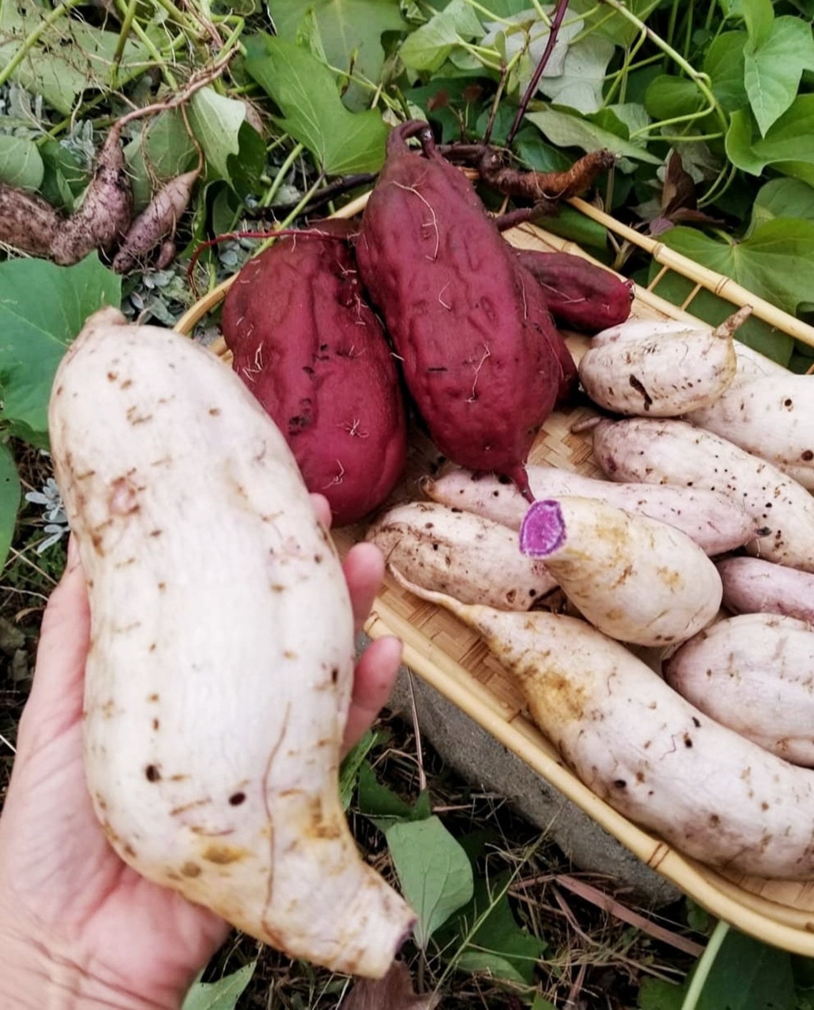 Okinawan Sweet Potato slips 6 cuttings already rooted Etsy
