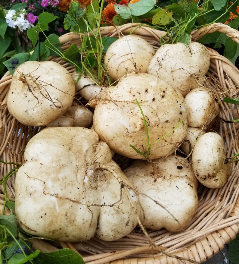 True jicama 30 seeds free shipping Etsy