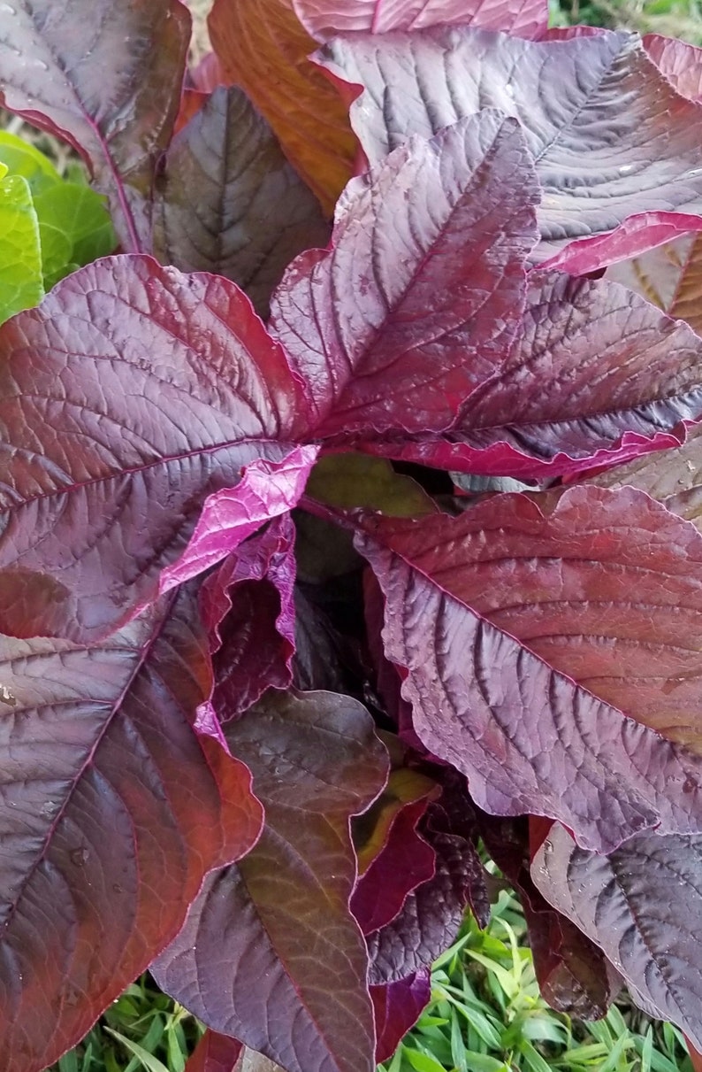 Edible Red Amaranth 300 Seeds Etsy