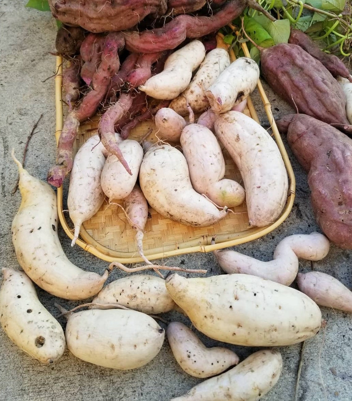 Okinawan Sweet Potato slips 6 cuttings already rooted Etsy