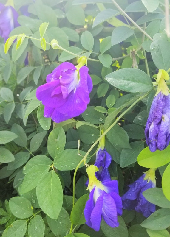 Double blue Butterfly pea flower 10 seeds Etsy