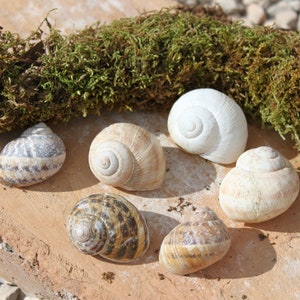 Schneckenhäuser in verschiedenen Formen und Größen, 1 bis 6 cm, spiral- und rundförmig, Naturmaterial, Naturdeko, Miniaturgarten