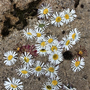 20 pezzi margherite-materiale fai da te-margherite secche con fiori bianchi-fiori per creatori di cartoline-materiale per hobby-fiori secchi-artigianato