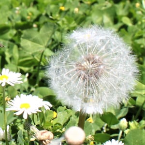 Paardenbloem pluis, doe het zelf materiaal, wens pluisje, sieraden maken, hars, DIY craftmaterial, resin pendant, biologische bloemen zaad