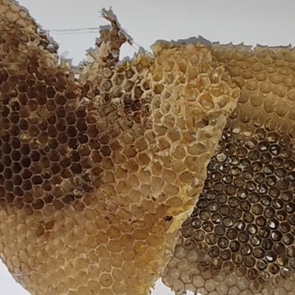 Beecomb, real natural dry honeycomb made by wild bees