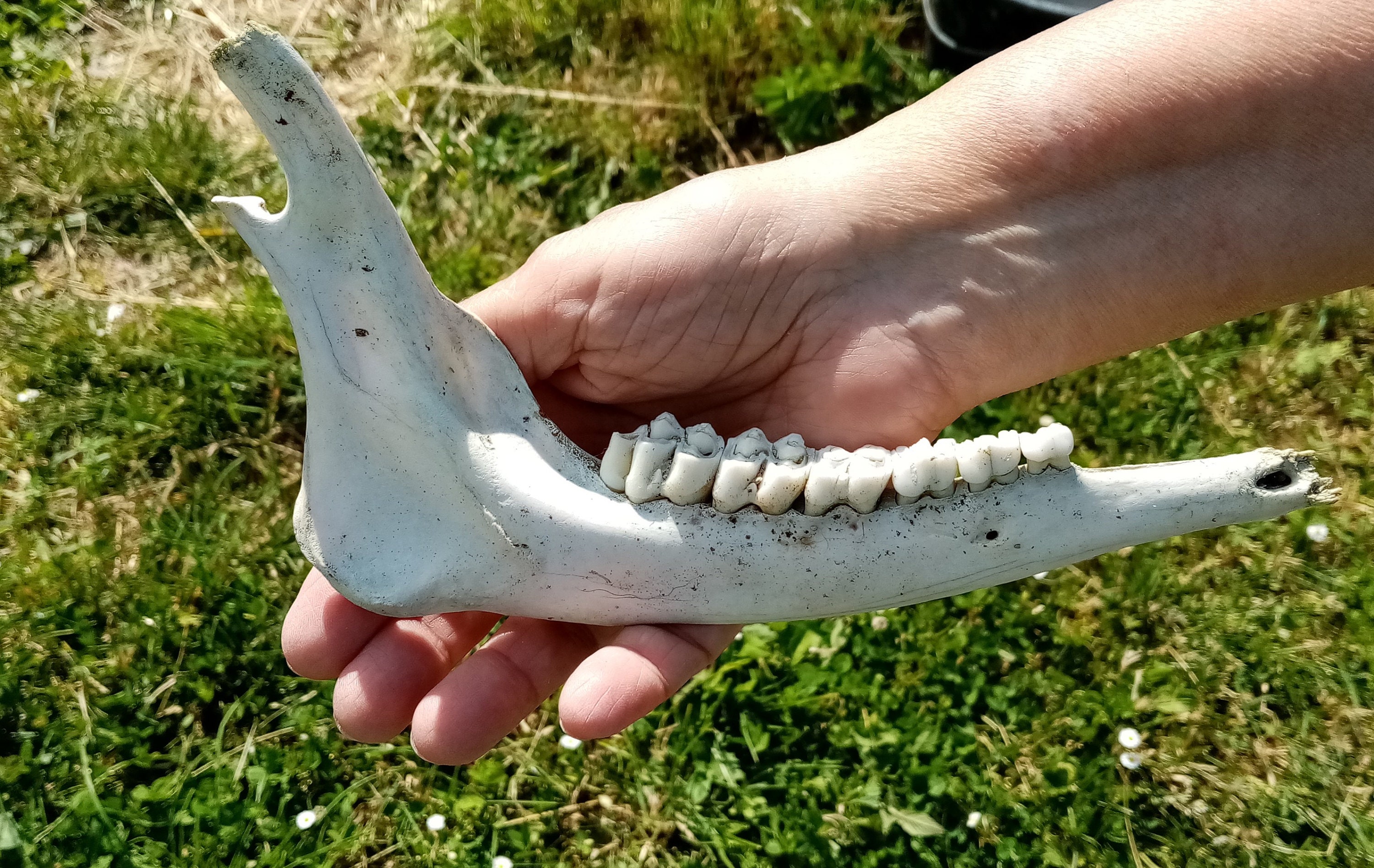 Lower Jaw Bone Deer Mandible Deer Real Jaw Bone Real Bone - Etsy Ireland Lower Jaw Bone Deer Mandible Deer Real Jaw Bone Real Bone - Etsy Ireland