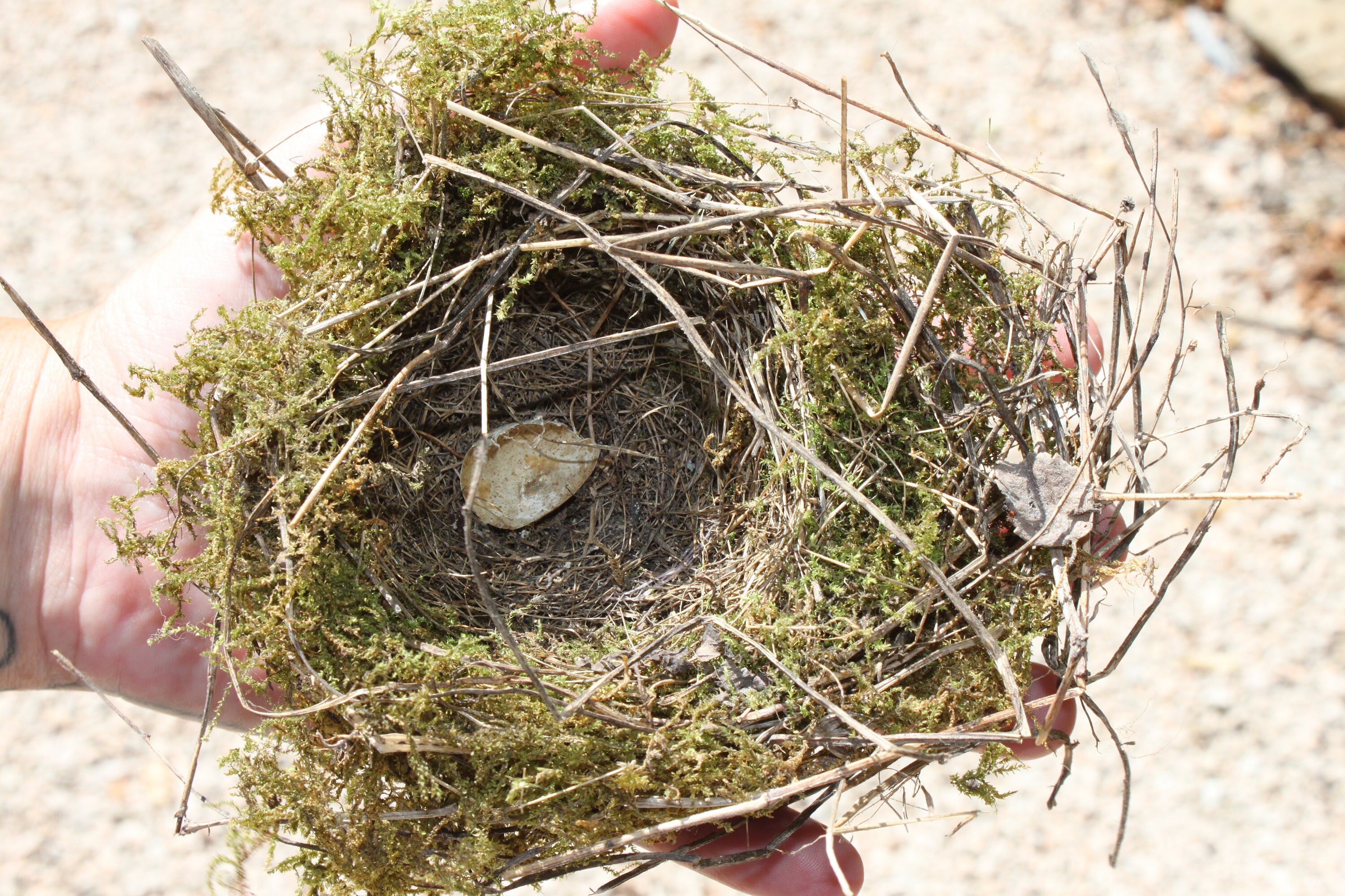 Real bird nest bird's nest natural moss twigs natural Etsy