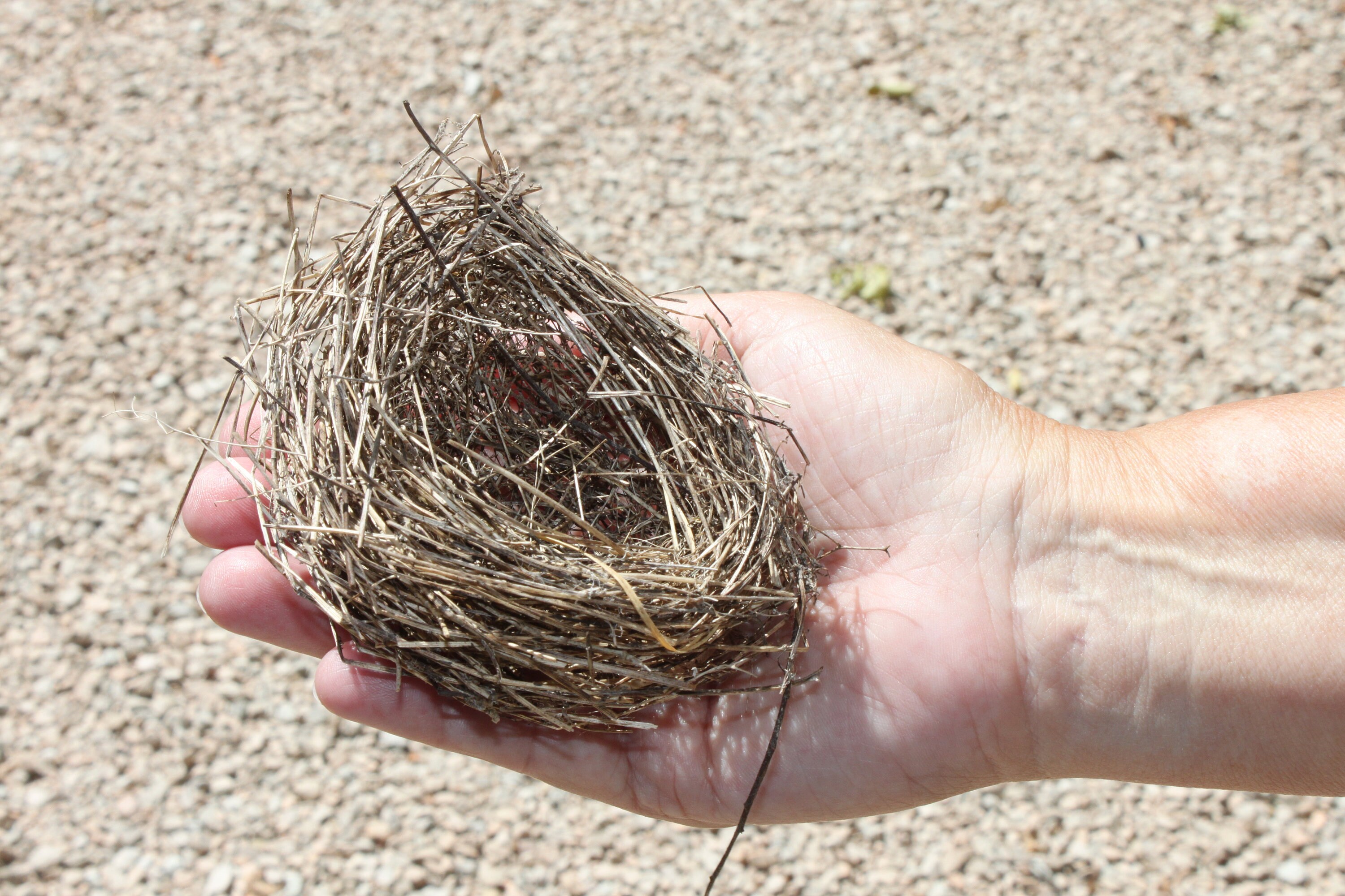 Real bird nest bird's nest natural moss twigs natural Etsy