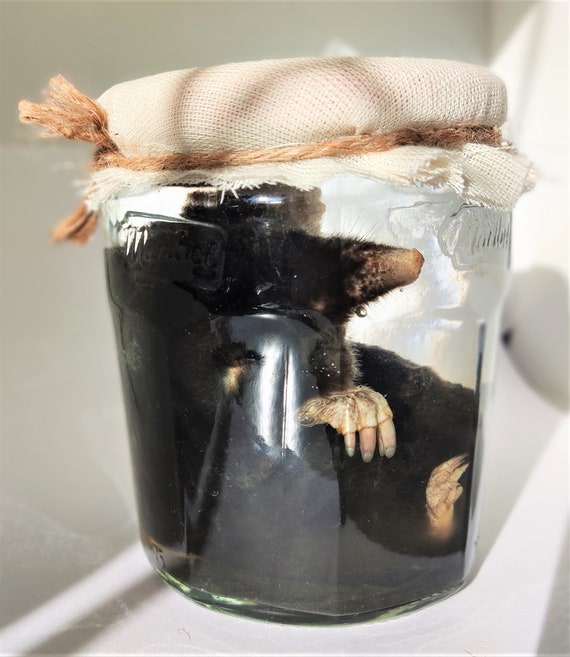 Mol op sterk water, mol in pot, cruelty free mole in jar, echte mol, wet specimen, cruelty-free wet specimen, nature finds, taxidermy talpa