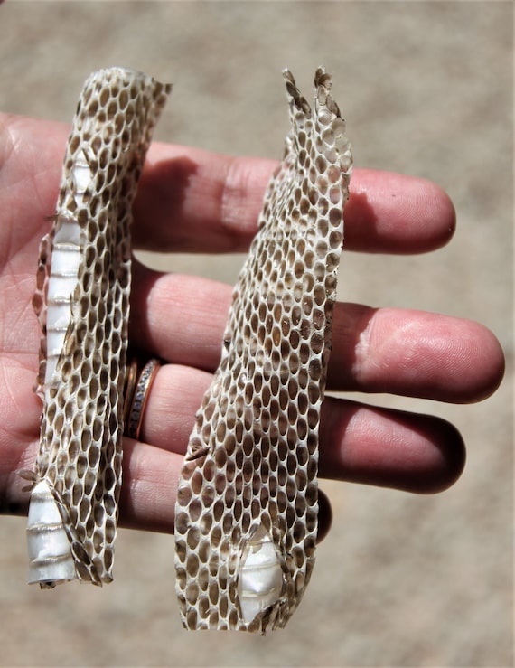 natuurlijke slangenhuid, diverse stukjes, natural shed snake skin, shed snake skin, brown gold coloured snake skin