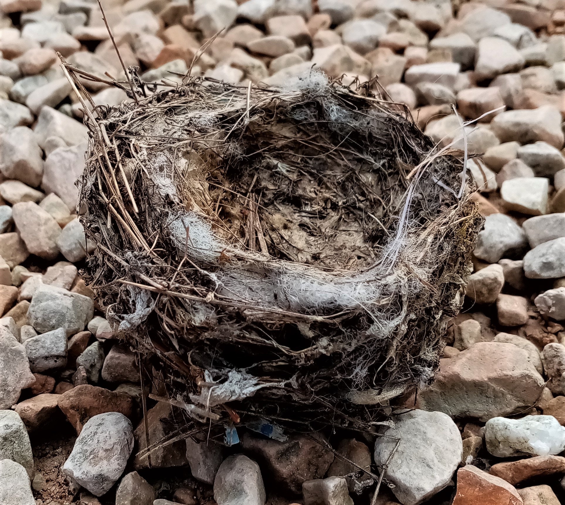 Real bird nest bird's nest natural moss twigs natural Etsy