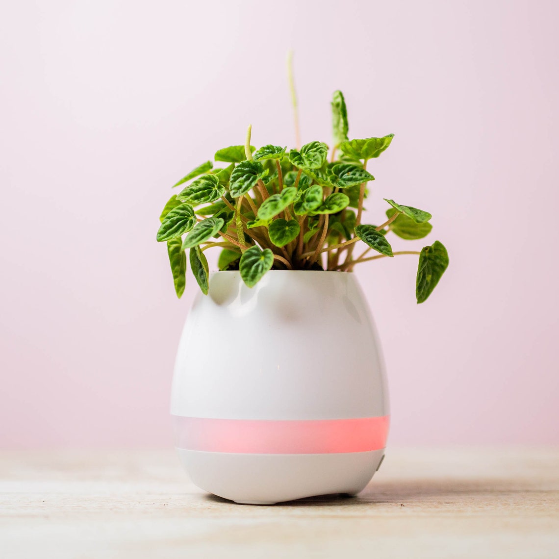 Pot Plant With a Difference/. Smart Music Pot Planter Etsy