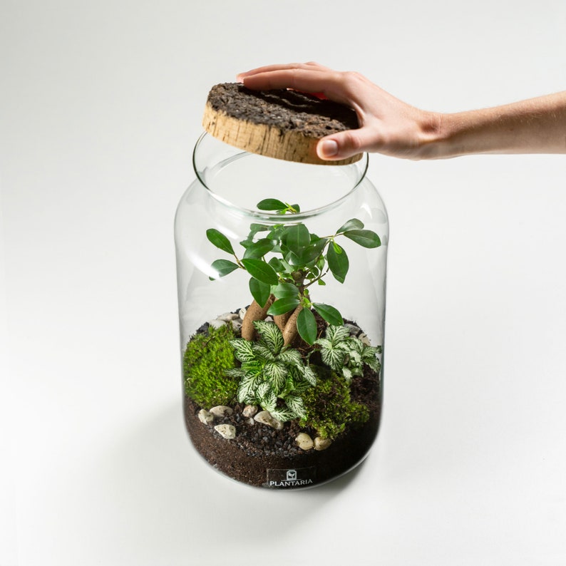 Biotop Im Glas Welche Pflanzen information online
