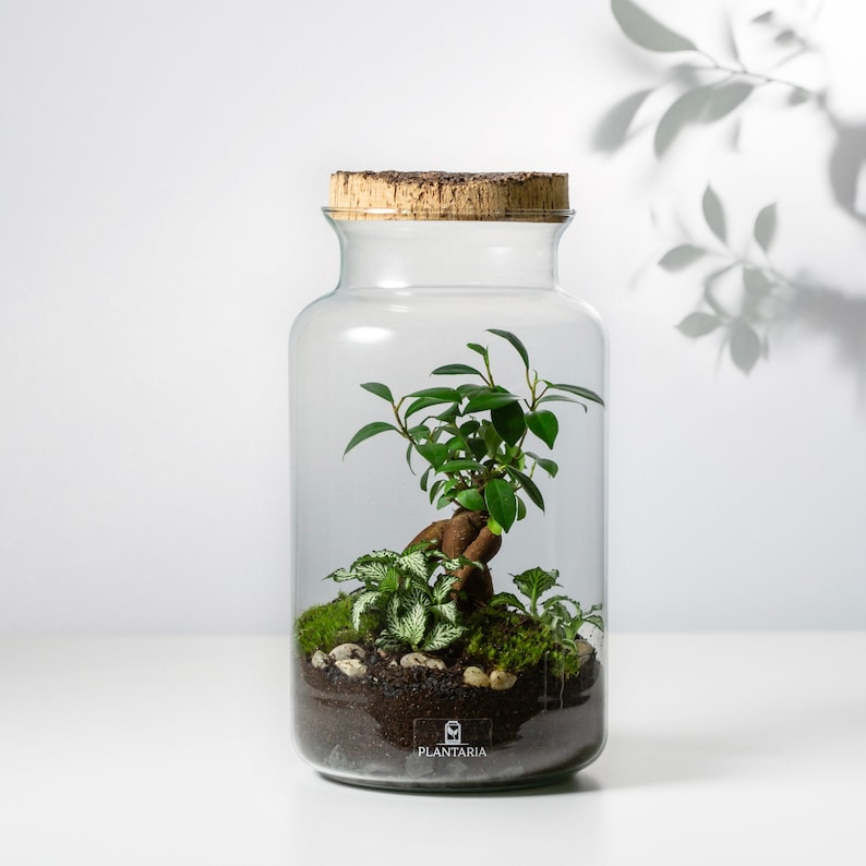 Flaschengarten DIY Set BONSAI Pflanzen im Glas Biotop Etsy