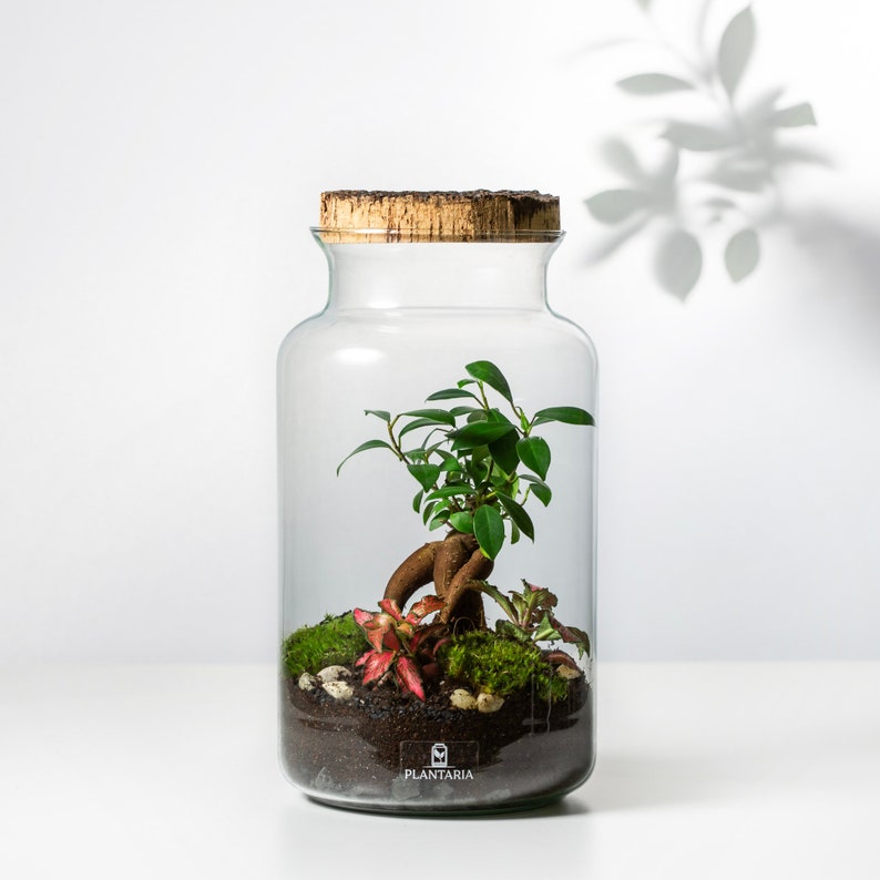 Flaschengarten DIY Set BONSAI Pflanzen im Glas Biotop Etsy