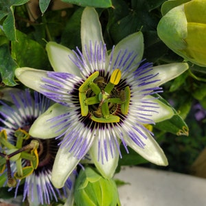 Passiflora &#39;Clear Sky&#39; Passion Flower Vine, live starter plant