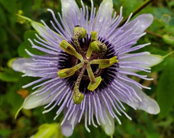 Blue Passion Flower Etsy Blue Passion Flower Etsy