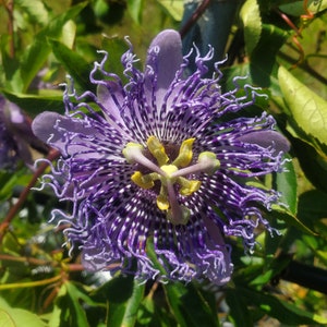 Passiflora 'Fata Confetto' Passion Flower Vine, live starter plant
