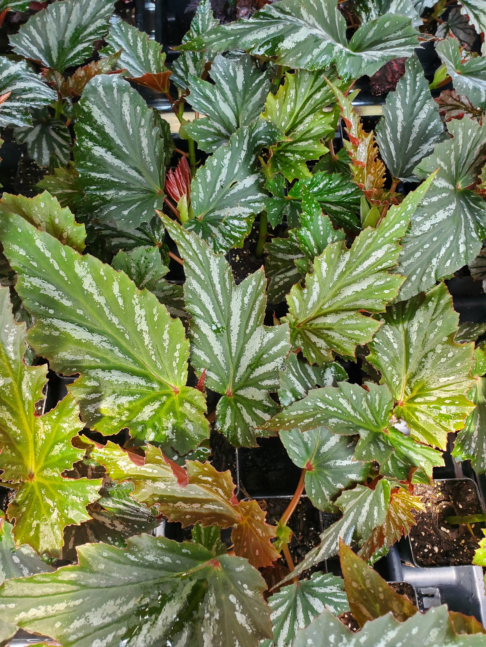 Begonia Lana Angel Wing Begonia live starter plant Etsy