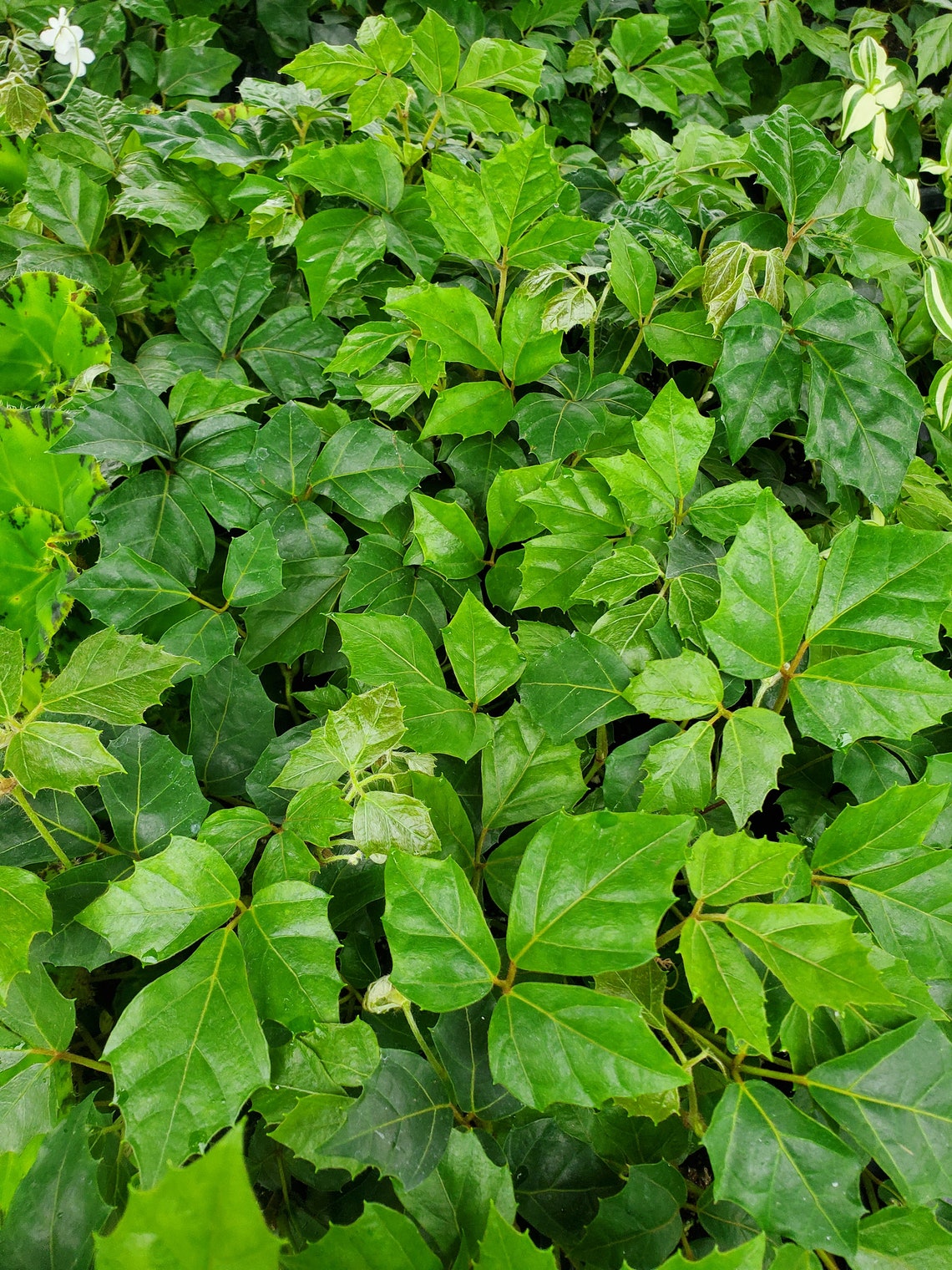 Cissus Rhombifolia Grape Ivy Oak Ivy Live Starter Plant Etsy