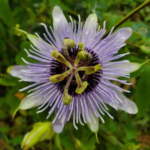 Passiflora 'Blue Bouquet' Passion Flower Vine, live starter plant