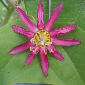 Passiflora 'Fledermouse' Passion Flower Vine, live starter plant