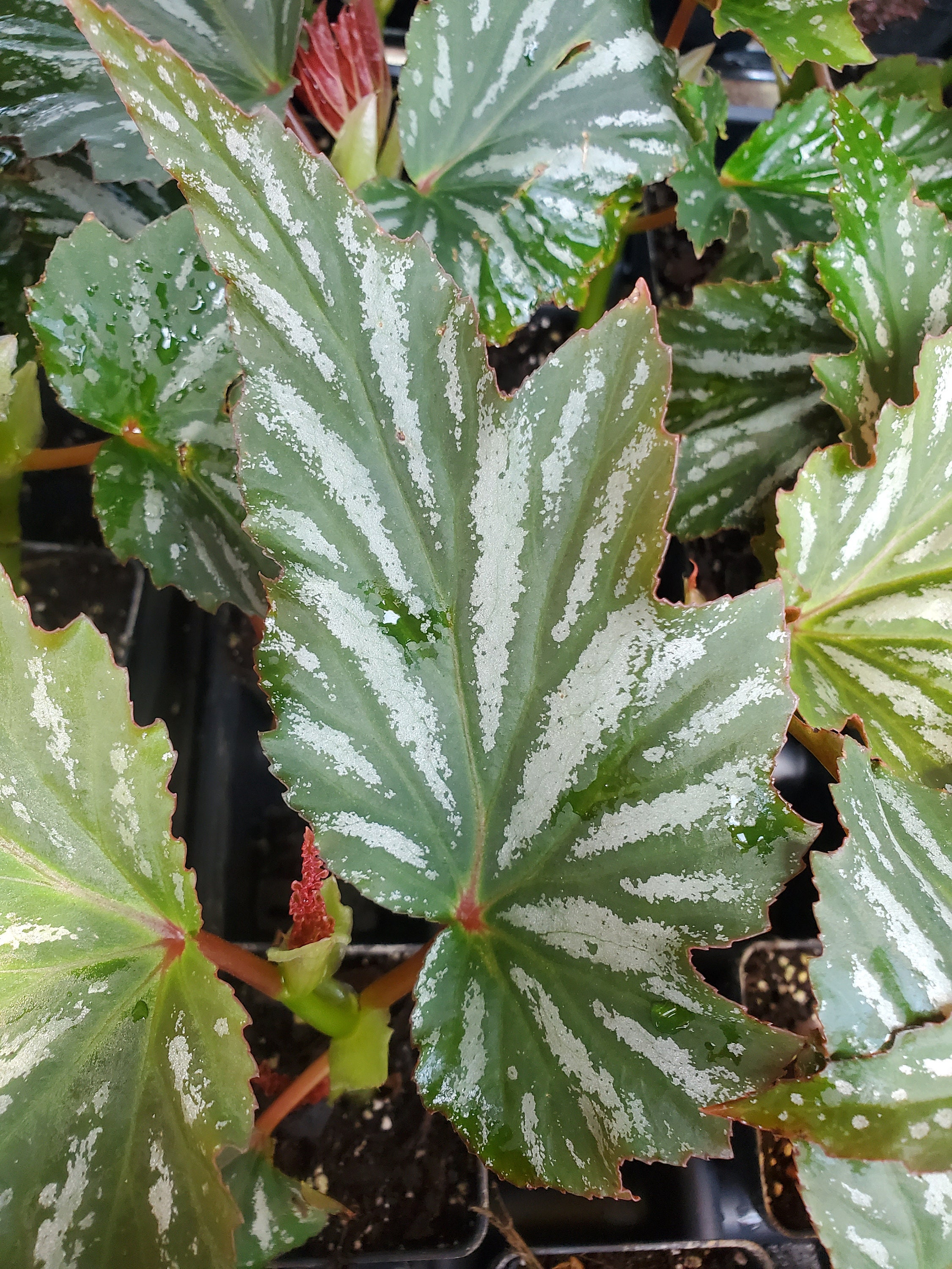 Begonia Lana Angel Wing Begonia live starter plant Etsy